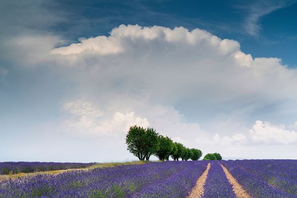 Jaynes Gallery 아티스트의 Europe-France-Provence-Valensole Plateau-Clouds over rows of lavender and trees작품입니다.